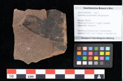 Foto (Objekt + Etikett) von Xylomites liquidambaris Ettingshausen (NHMW-GEO-2024-0188-0056)